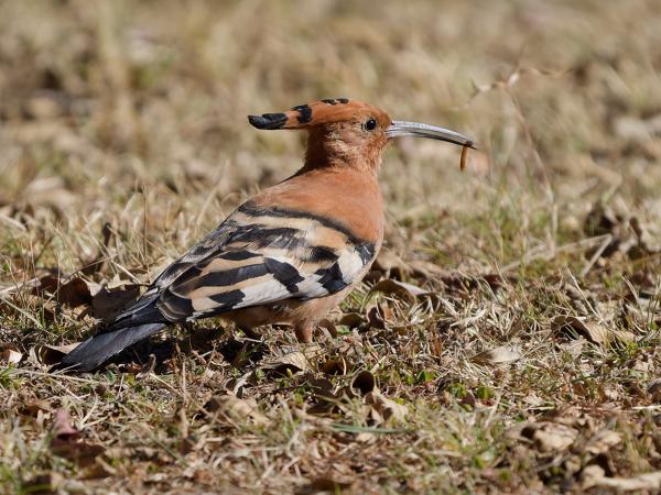 <h3>Upupa epops / Eurasian hoopoe / Hop</h3>OM-1 Mark II with OLYMPUS M.150-400mm F4.5 TC, 1/2000 sec at F5.6, ISO 500, distance 14.1 m